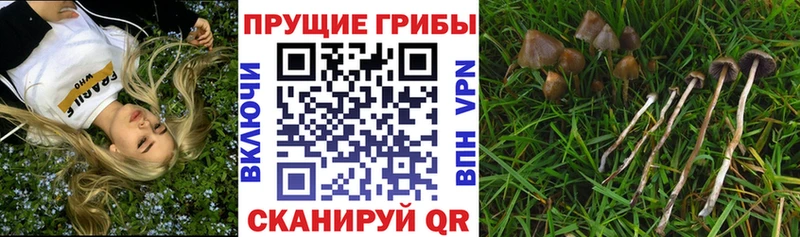 блэк спрут маркетплейс как найти наркотики Нижний Тагил Галлюциногенные грибы мухоморы